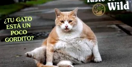 котки