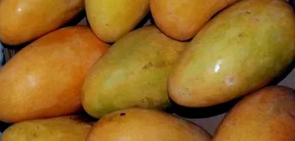 mangógyártók