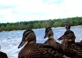 legtöbb vadkacsa