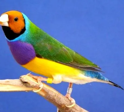 gouldian