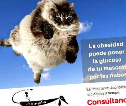 animalia