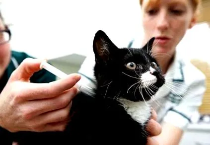 котки