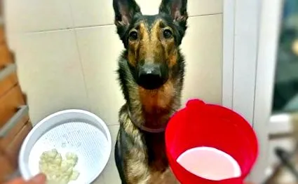 кучета