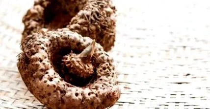 konjac