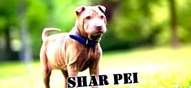 shar