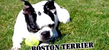 bostoni