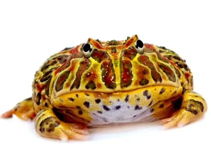 túlzott táplálás