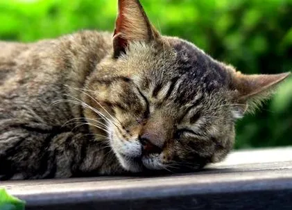 котки