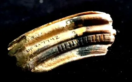 éghajlati