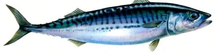 makréla atlanti