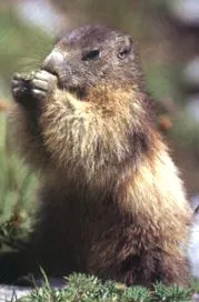 marmota