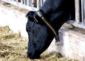 alltech