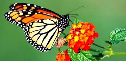 monarch