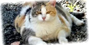 котешко