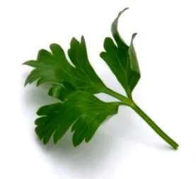 petrezselyem
