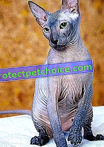 peterbald