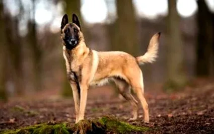belga