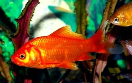 fish