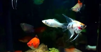 angelfish