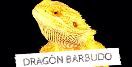 дракон
