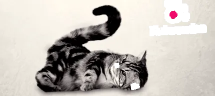 áttekintés