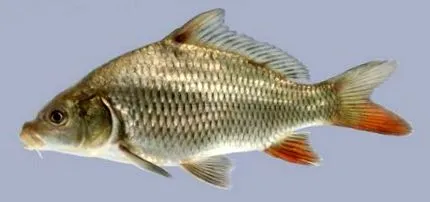 колко