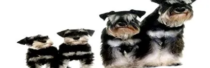 dogs