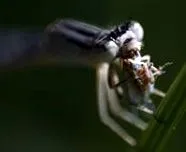 libelulapedia