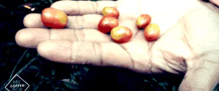 kávé