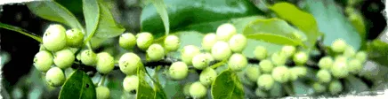 Commiphora mukul