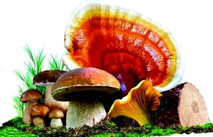 reishi