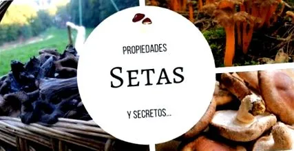 receptek