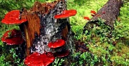 reishi