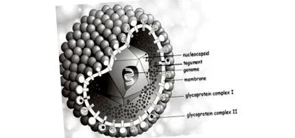 influenza
