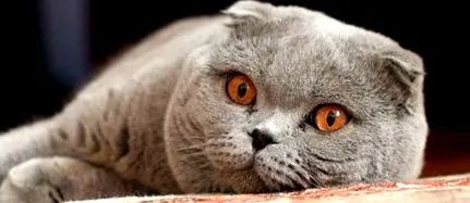 Scottish Fold