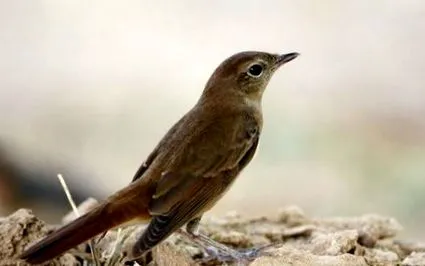 nightingale