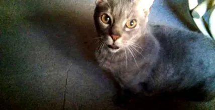 котки