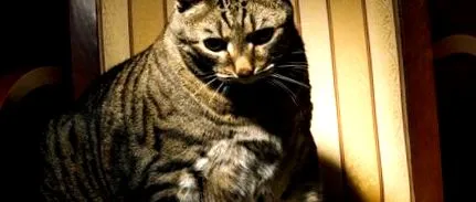 вашата котка