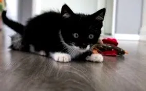 котешки