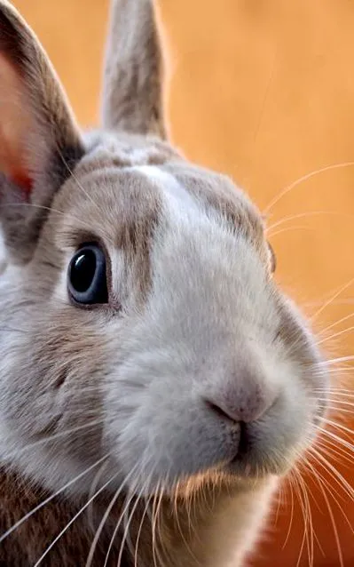clinicanimal