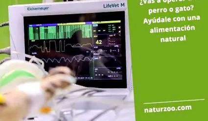 кучето
