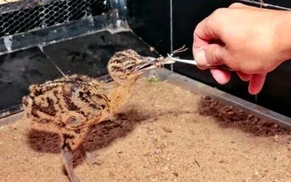 касерес
