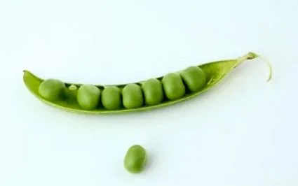 лошата