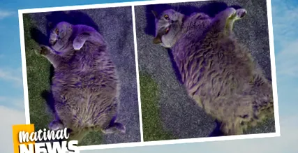 котката