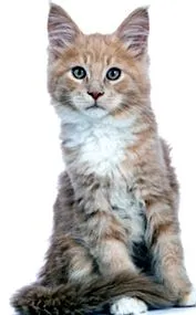 котките