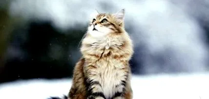 съвета