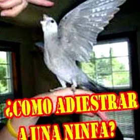 нимфа