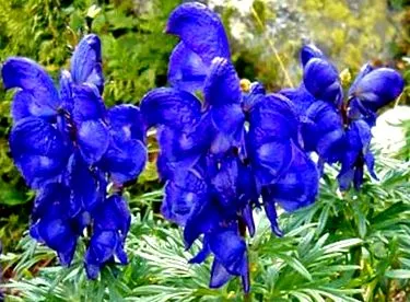 aconitum