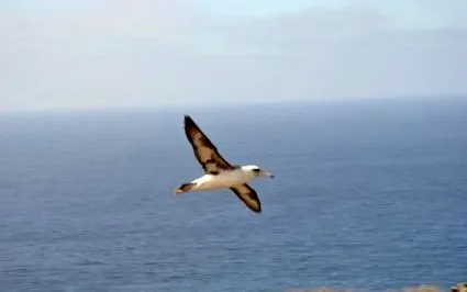 albatross