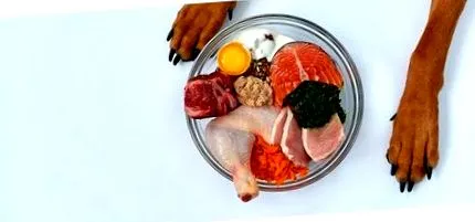 кучешко